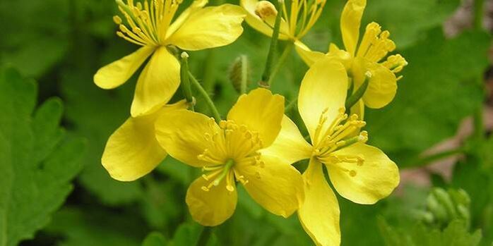herb celandine from psoriasis on the elbows